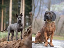 Thai Ridgeback vs Bavarian Mountain Hound - Breed Comparison
