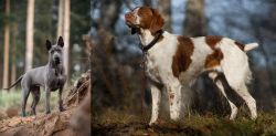 Thai Ridgeback vs Brittany - Breed Comparison
