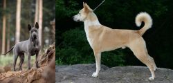 Thai Ridgeback vs Canaan Dog - Breed Comparison