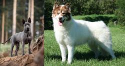 Thai Ridgeback vs Canadian Eskimo Dog - Breed Comparison