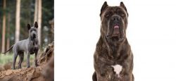 Thai Ridgeback vs Cane Corso - Breed Comparison
