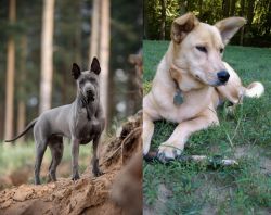 Thai Ridgeback vs Carolina Dog - Breed Comparison