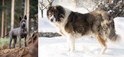 Thai Ridgeback vs Caucasian Shepherd - Breed Comparison