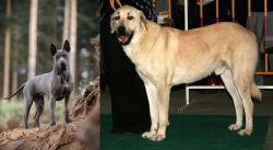 Thai Ridgeback vs Central Anatolian Shepherd - Breed Comparison