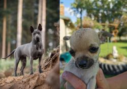 Thai Ridgeback vs Chihuahua - Breed Comparison