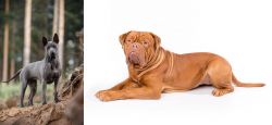 Thai Ridgeback vs Dogue De Bordeaux - Breed Comparison
