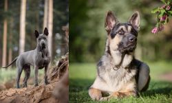 Thai Ridgeback vs East European Shepherd - Breed Comparison