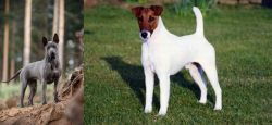 Thai Ridgeback vs Fox Terrier (Smooth) - Breed Comparison