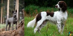 Thai Ridgeback vs French Spaniel - Breed Comparison