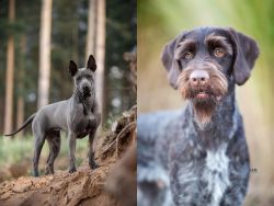 Thai Ridgeback vs German Wirehaired Pointer - Breed Comparison