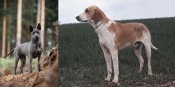Thai Ridgeback vs Grand Anglo-Francais Blanc et Orange - Breed Comparison