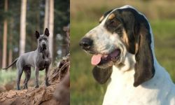 Thai Ridgeback vs Grand Gascon Saintongeois - Breed Comparison