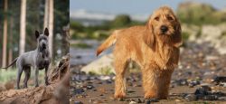 Thai Ridgeback vs Griffon Fauve de Bretagne - Breed Comparison