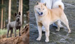 Thai Ridgeback vs Hokkaido - Breed Comparison