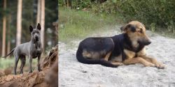 Thai Ridgeback vs Indian Pariah Dog - Breed Comparison