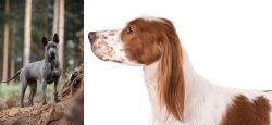 Thai Ridgeback vs Irish Red and White Setter - Breed Comparison