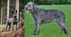 Thai Ridgeback vs Irish Wolfhound - Breed Comparison