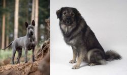 Thai Ridgeback vs Istrian Sheepdog - Breed Comparison