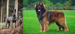Thai Ridgeback vs Leonberger - Breed Comparison