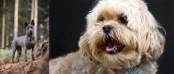 Thai Ridgeback vs Lhasapoo - Breed Comparison