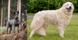 Thai Ridgeback vs Maremma Sheepdog - Breed Comparison