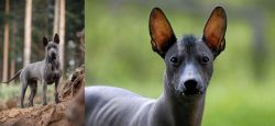 Thai Ridgeback vs Mexican Hairless - Breed Comparison