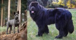 Thai Ridgeback vs Newfoundland Dog - Breed Comparison