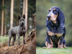 Thai Ridgeback vs Petit Bleu de Gascogne - Breed Comparison