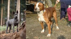 Thai Ridgeback vs Posavac Hound - Breed Comparison