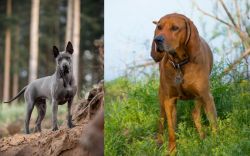 Thai Ridgeback vs Redbone Coonhound - Breed Comparison