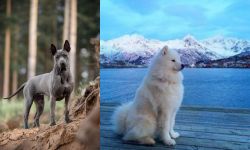 Thai Ridgeback vs Samoyed - Breed Comparison