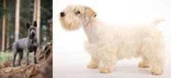 Thai Ridgeback vs Sealyham Terrier - Breed Comparison