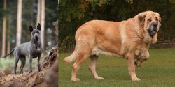 Thai Ridgeback vs Spanish Mastiff - Breed Comparison