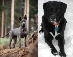 Thai Ridgeback vs St. John's Water Dog - Breed Comparison