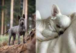 Thai Ridgeback vs Tea Cup Chihuahua - Breed Comparison