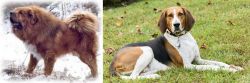 Tibetan Kyi Apso vs American English Coonhound - Breed Comparison