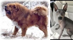 Tibetan Kyi Apso vs American Hairless Terrier - Breed Comparison