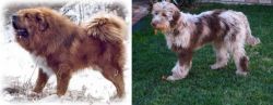 Tibetan Kyi Apso vs Aussie Doodles - Breed Comparison