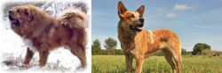 Tibetan Kyi Apso vs Australian Red Heeler - Breed Comparison