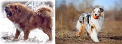 Tibetan Kyi Apso vs Australian Shepherd - Breed Comparison
