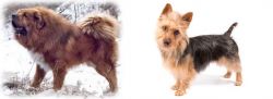 Tibetan Kyi Apso vs Australian Terrier - Breed Comparison