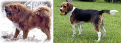 Tibetan Kyi Apso vs Beaglier - Breed Comparison