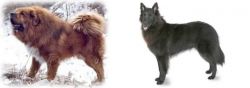 Tibetan Kyi Apso vs Belgian Shepherd - Breed Comparison