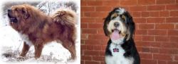 Tibetan Kyi Apso vs Bernedoodle - Breed Comparison