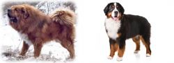 Tibetan Kyi Apso vs Bernese Mountain Dog - Breed Comparison