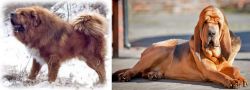 Tibetan Kyi Apso vs Bloodhound - Breed Comparison