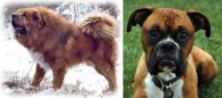 Tibetan Kyi Apso vs Boxer - Breed Comparison