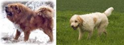 Tibetan Kyi Apso vs Briquet Griffon Vendeen - Breed Comparison