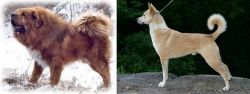 Tibetan Kyi Apso vs Canaan Dog - Breed Comparison