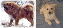 Tibetan Kyi Apso vs Chipoo - Breed Comparison